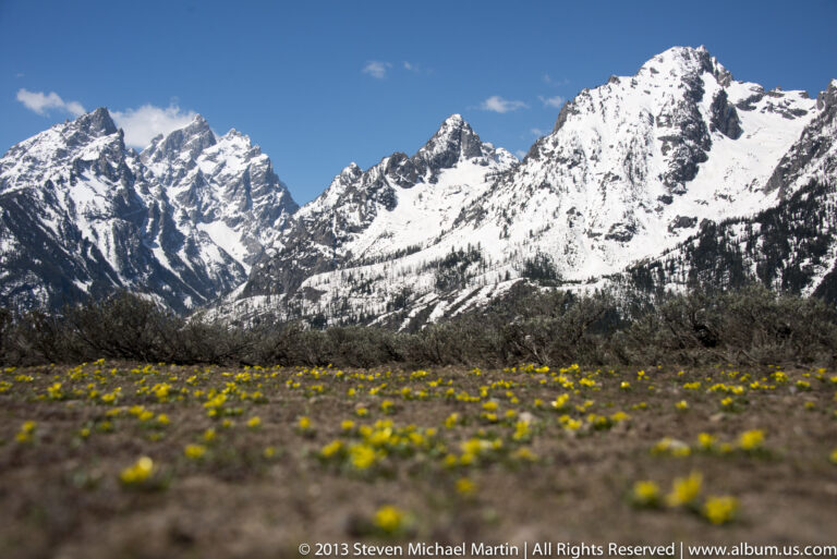 Yellow flowers blur across a green meadow beneath the snow-covered Teton Range.