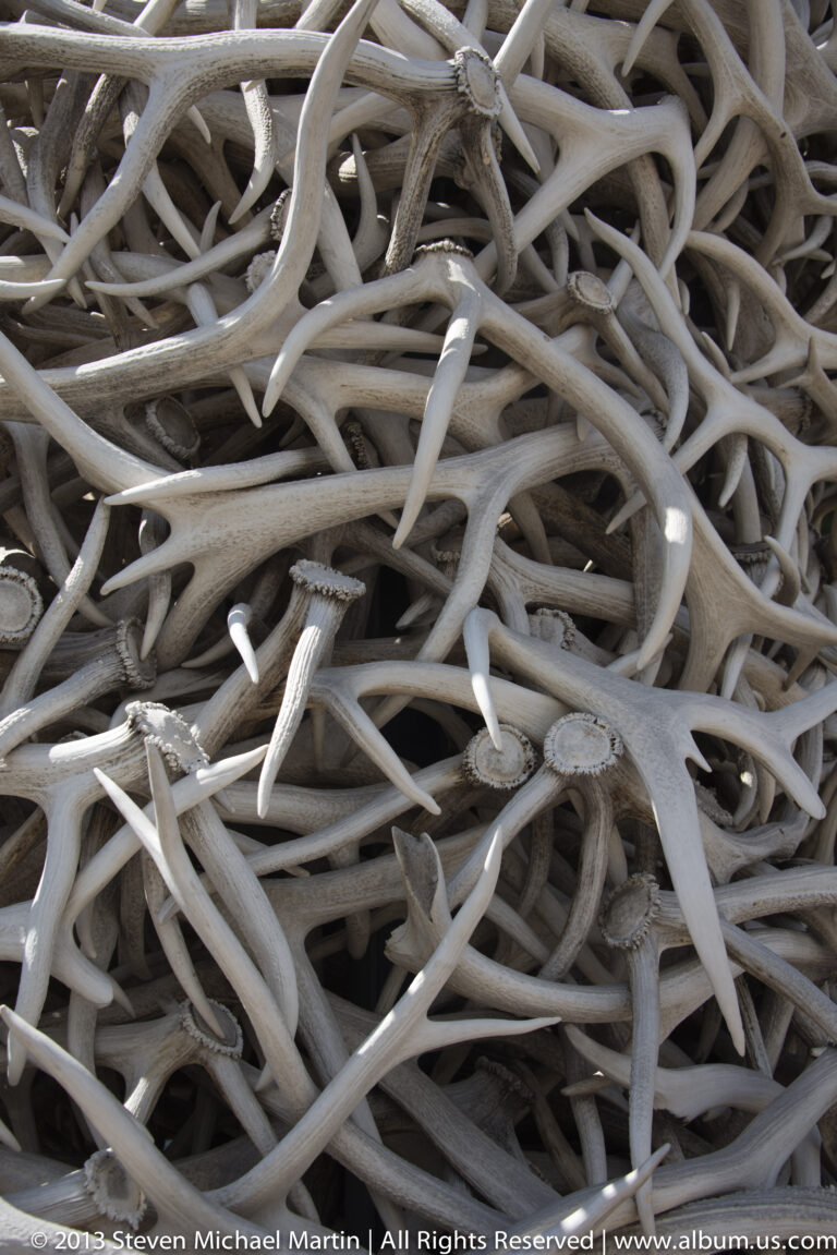 Pale branching antlers overlap in a tightly framed pile, with pointed tines crossing throughout.