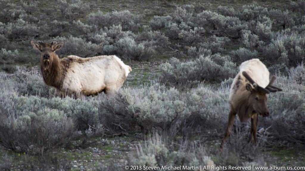 Two thick-coated bighorn sheep stand among sagebrush, one showing its curled horns clearly.