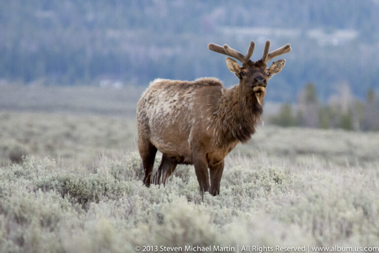 A bull elk with velvet-covered antlers stands in pale sagebrush, facing the camera.