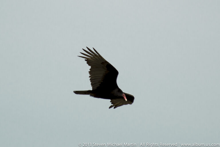 A turkey vulture glides across a pale sky with broad wings raised slightly and its red head visible.
