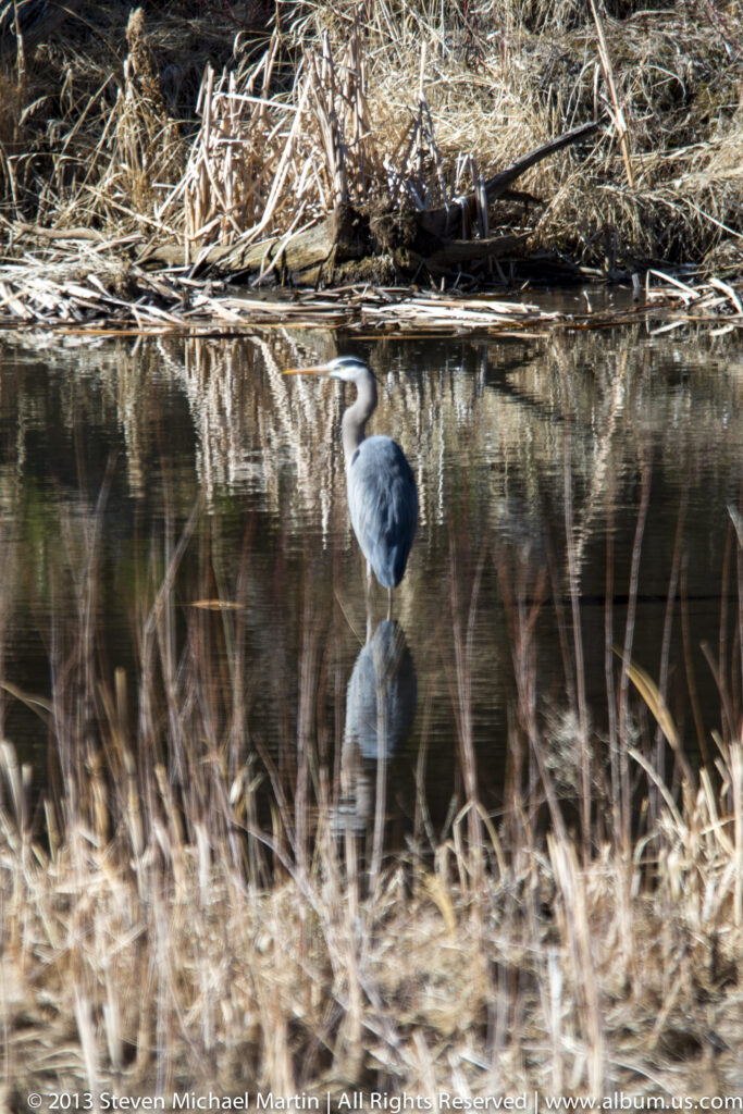 A great blue heron stands in shallow water among reeds and reflections.