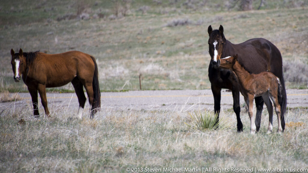 Two adult horses and a smaller foal stand in dry grass beside a road.