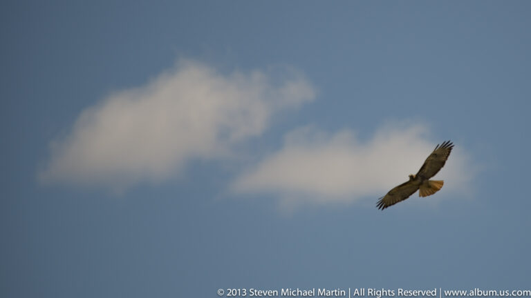 A large bird glides with outstretched wings and a fanned tail against a blue sky.