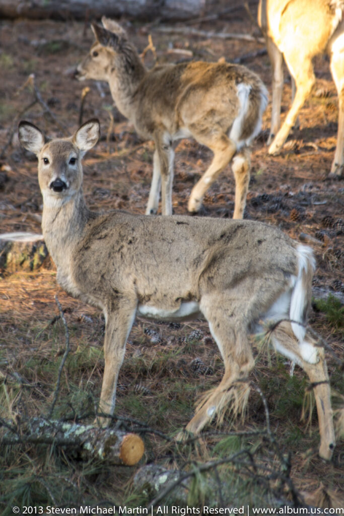 A deer with large upright ears stands among dry leaves while a second animal is partly visible behind it.