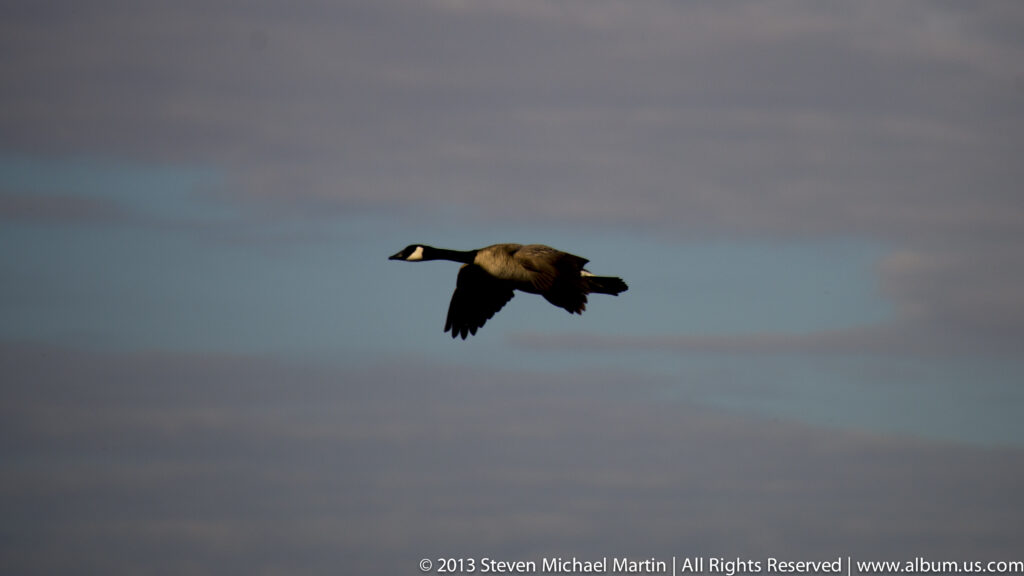 A Canada goose glides across a cloudy sky with its wings extended and white cheek patch visible.