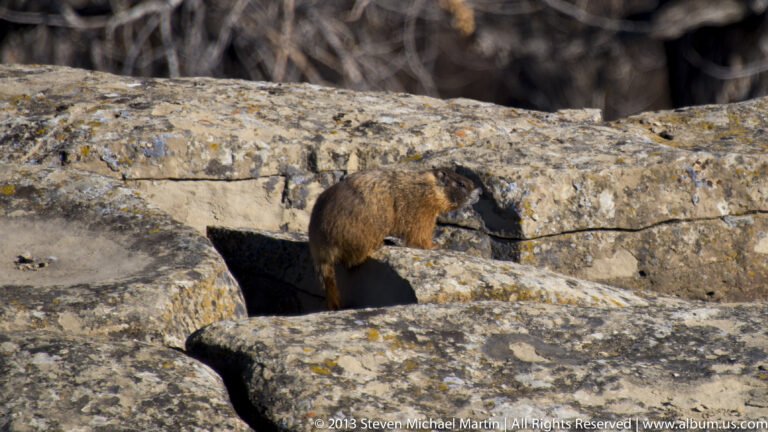 A stocky brown mammal, likely a marmot, climbs between pale sandstone blocks.