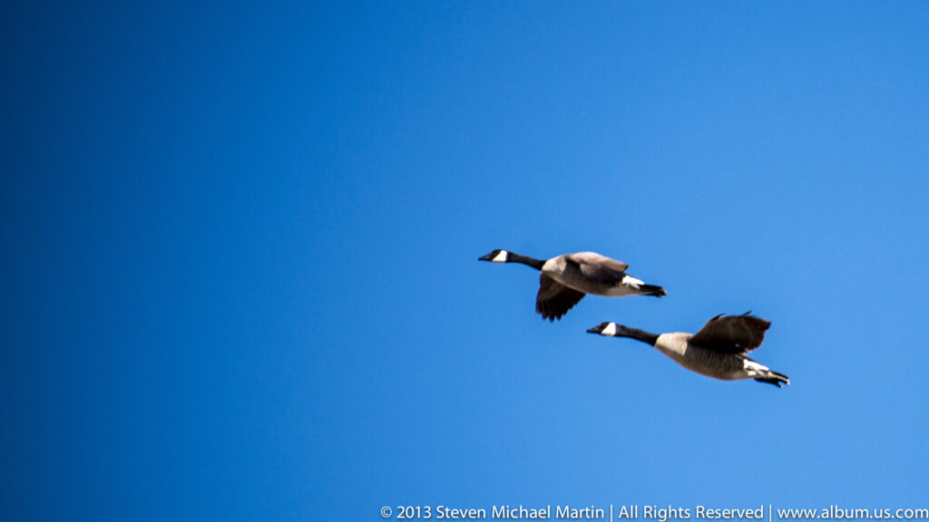 Two Canada geese fly in formation across a clear blue sky with wings outstretched.