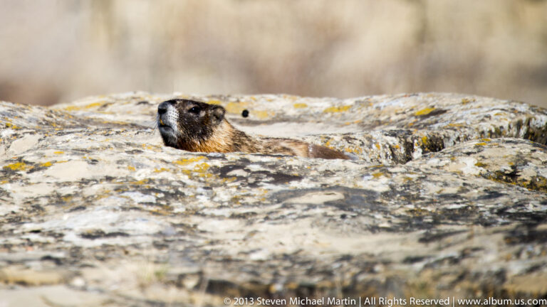 A small brown mammal peers over a sunlit stone ledge, with only its head and upper back visible.