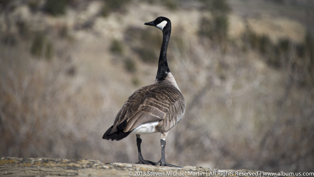 A Canada goose stands in dry grass with its long neck upright and white cheek patch visible.