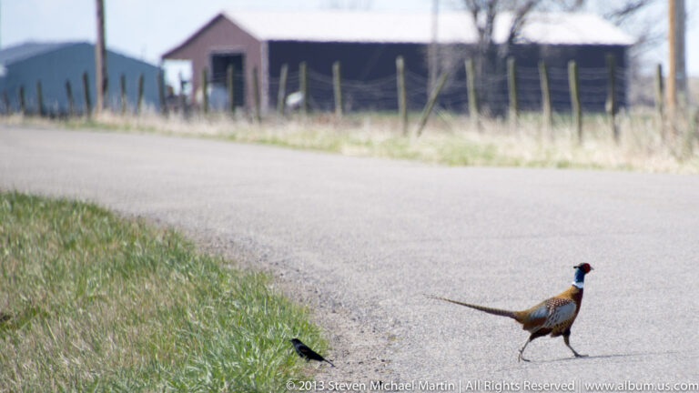 A male ring-necked pheasant walks beside a paved road, with another dark bird in the grass nearby.