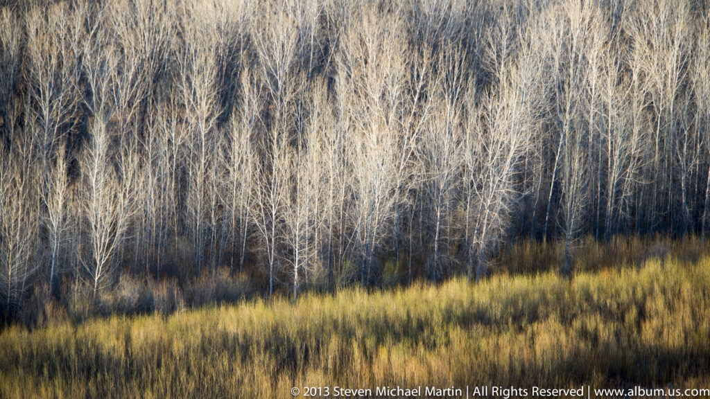 Slender leafless trunks form a dense stand above dark brush and a band of tawny grass.