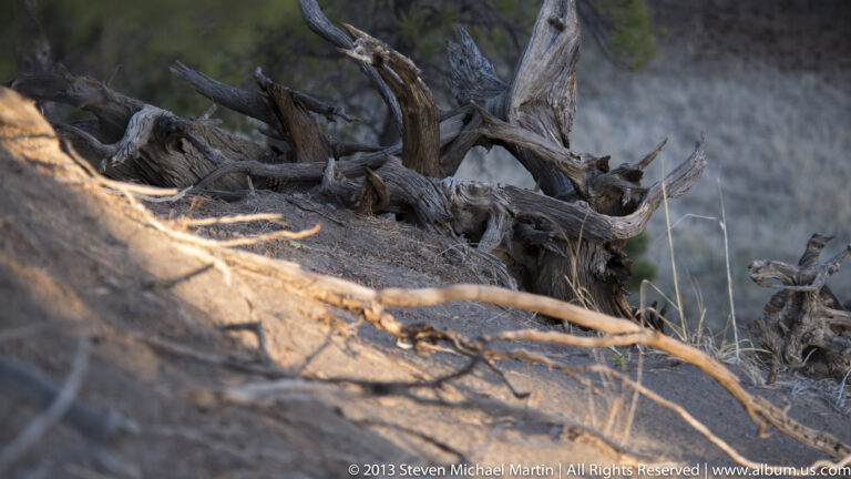 Warm light reveals the twisted limbs and weathered surface of a fallen tree.