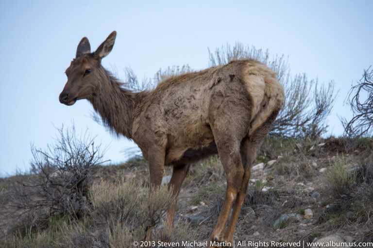 A shaggy brown ungulate stands in profile among low brush on a rocky slope.