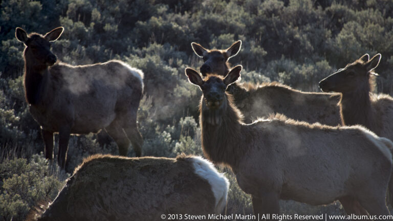 Several pronghorn stand among dark sagebrush, their pale markings outlined by backlight.