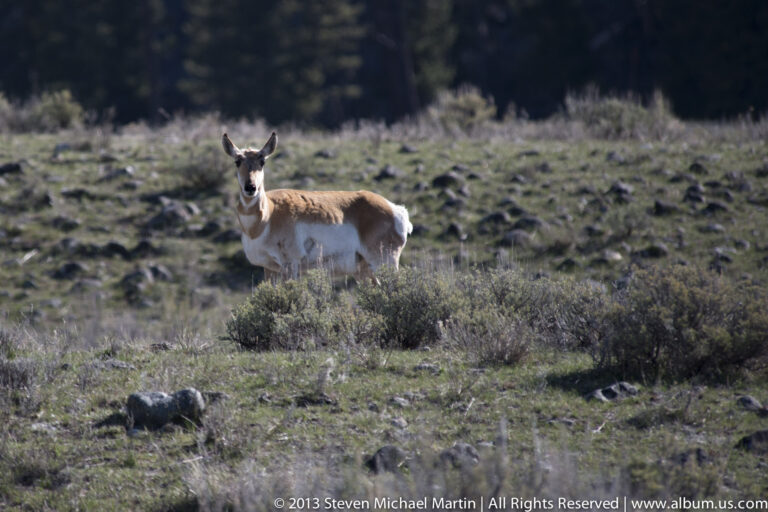 A lone pronghorn faces the camera in a rocky meadow bordered by distant trees.