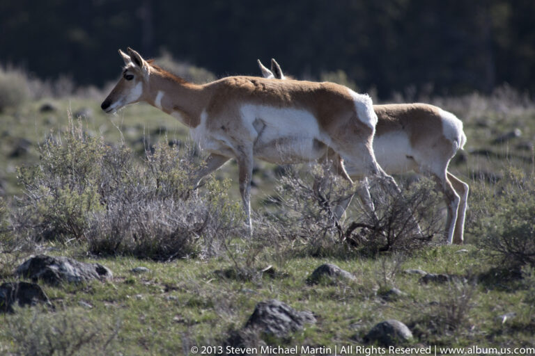 Two pronghorn walk through sagebrush, with the nearer animal leading across rocky ground.