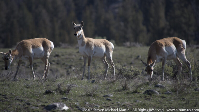 Several pronghorn graze and stand in a rocky meadow before a shadowed forest.
