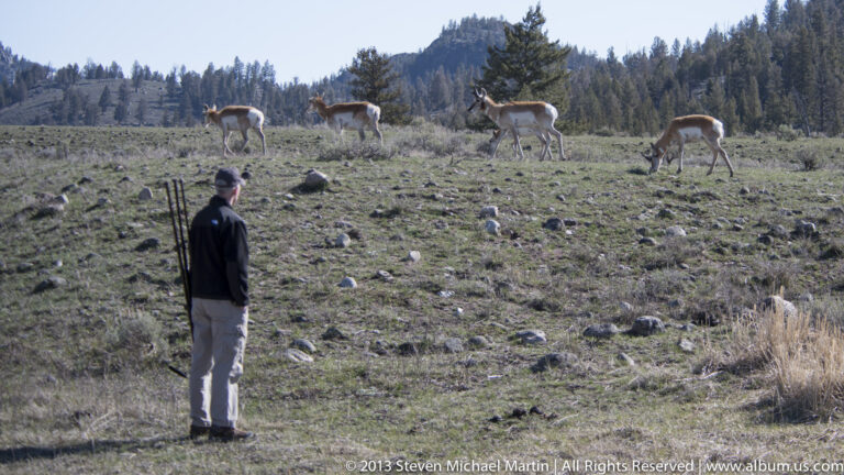 A visitor watches several pronghorn crossing a rocky meadow beneath a forested ridge.
