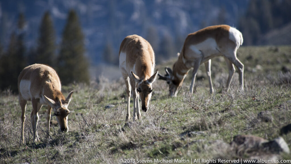 Three pronghorn lower their heads to graze among grass and stones in an open meadow.