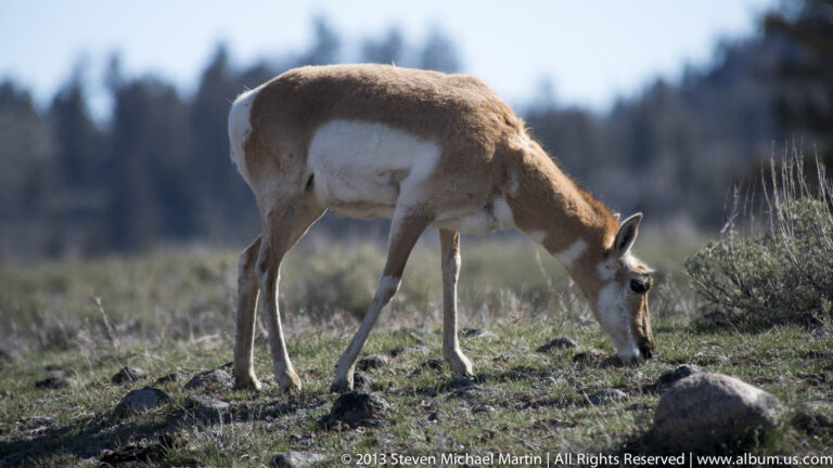 A pronghorn bends to feed among short grass and stones against a blurred forest.