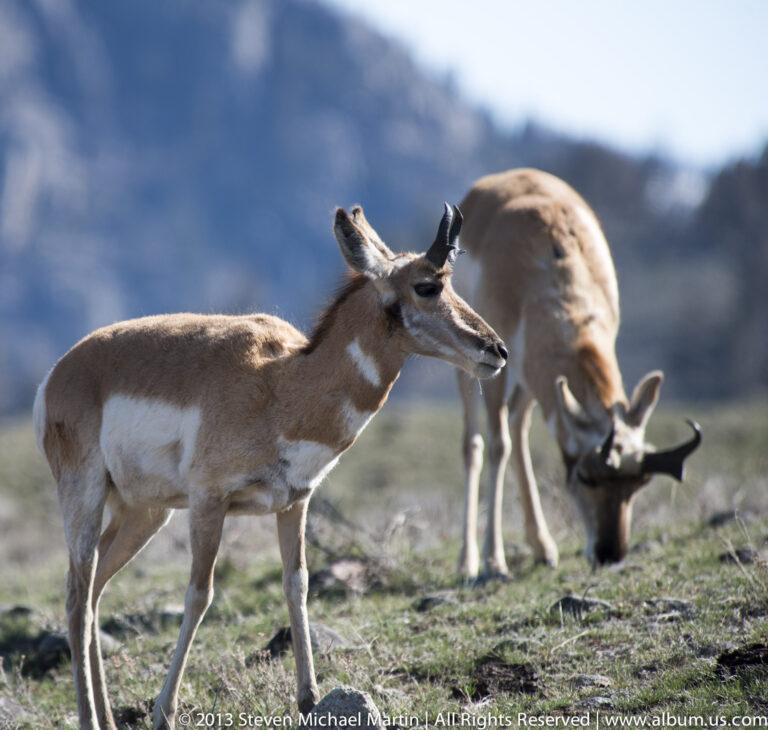 Two pronghorn graze side by side in a rocky meadow with a blurred forest behind them.