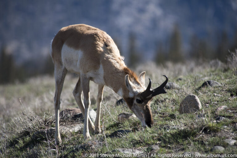 A pronghorn grazes between rocks while another animal is partly visible at the edge.