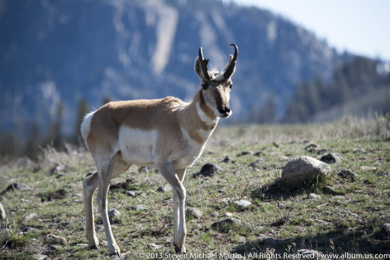 A horned pronghorn stands alert in the foreground with another animal and mountain slope behind.