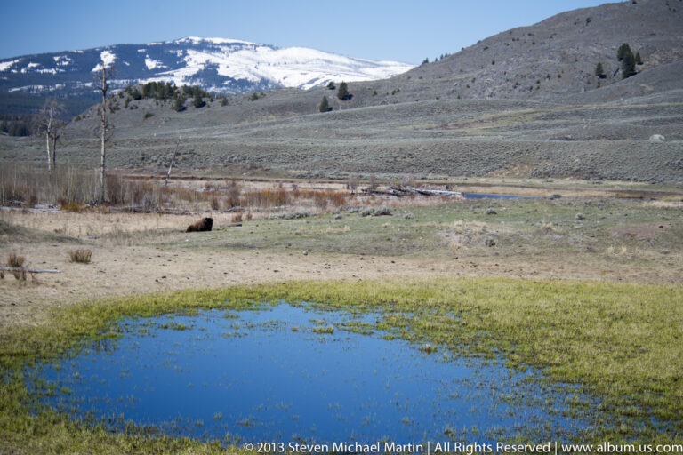 A bison rests beside a blue thermal pond below a snowy hillside and evergreen forest.
