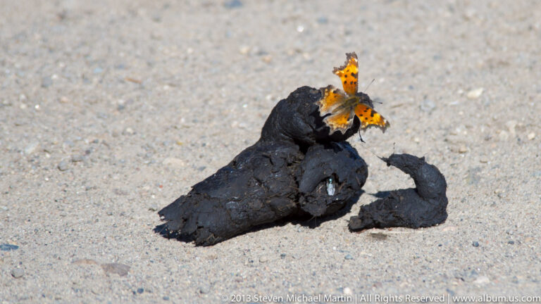 An orange butterfly with dark spots rests on a dark rock surrounded by pale gravel.