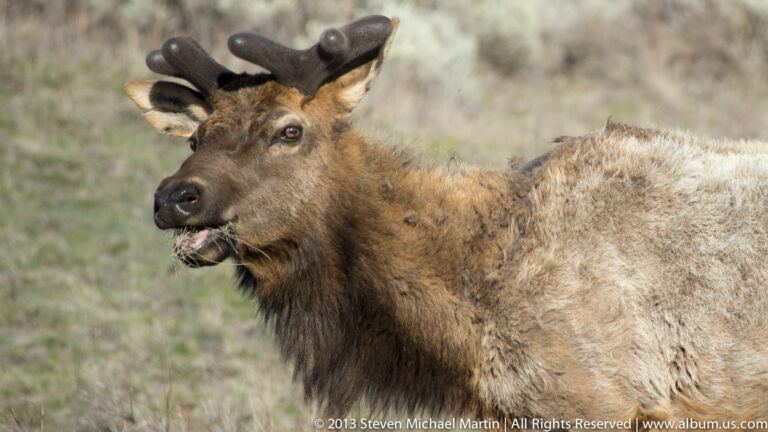 A brown elk with raised ears and an open mouth stands against a blurred meadow.
