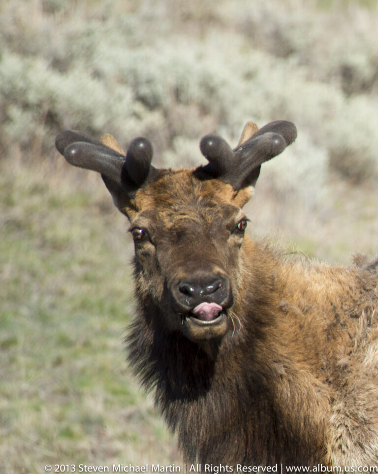 A moose faces the camera with broad antlers and its tongue extended over its nose.