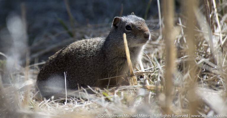 A gray-brown ground squirrel sits upright among dry stems and grasses in a shaded patch.