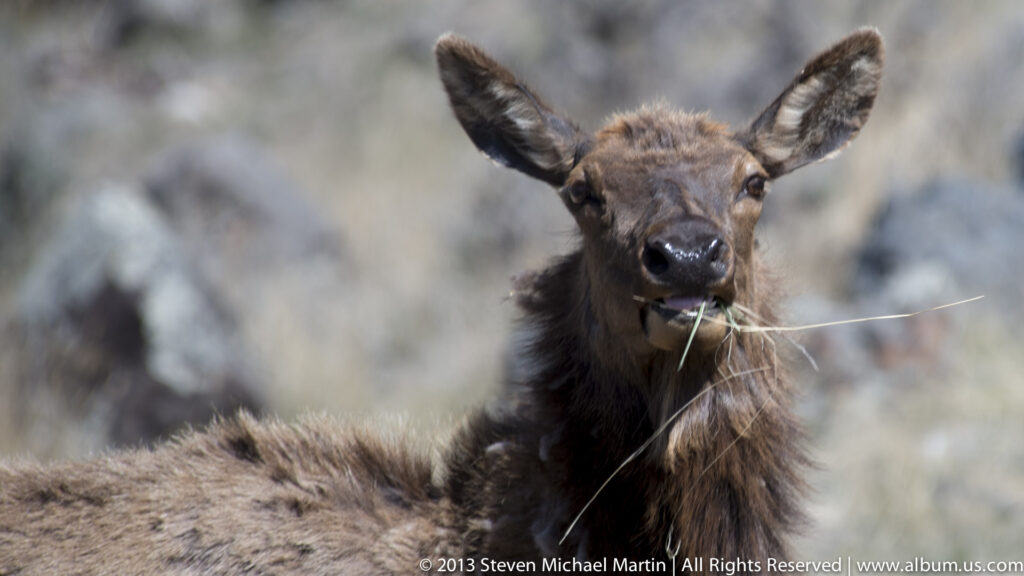 Elk