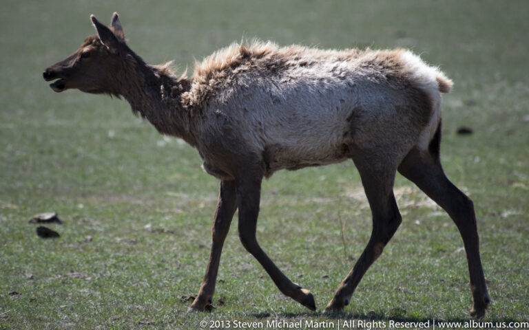 An elk steps through a green meadow with its head lowered toward the grass.