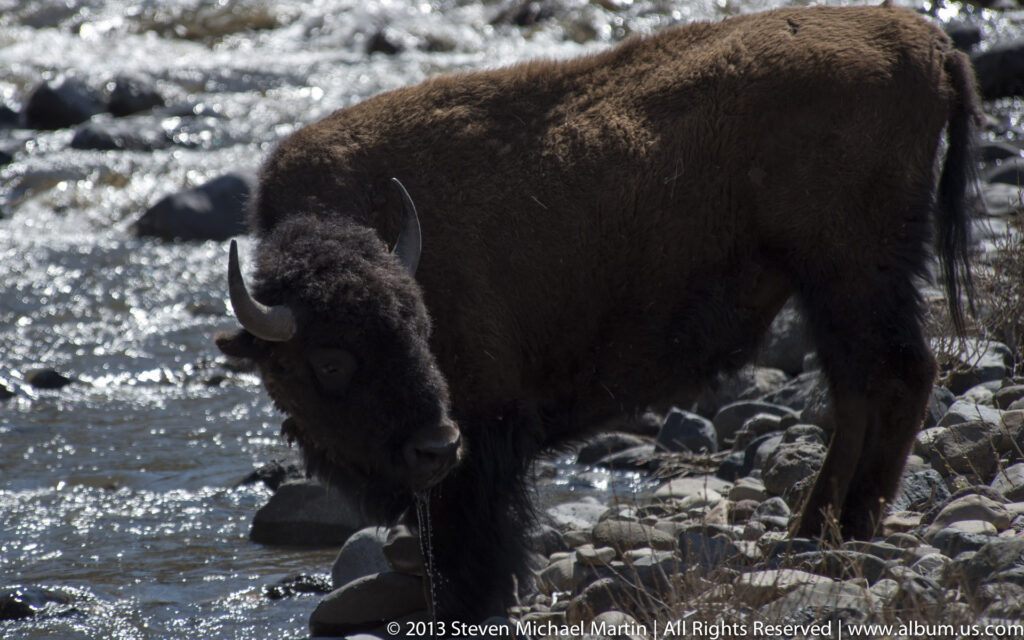 A bison lowers its head among river rocks as water flows behind it.
