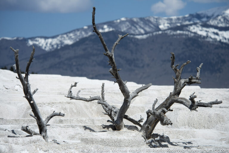 Bare tree trunks rise from a snowy white mineral flat, with a forested ridge in the background.