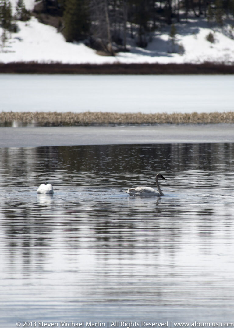A white waterbird and a darker long-necked bird float on rippled water below a snowy bank.