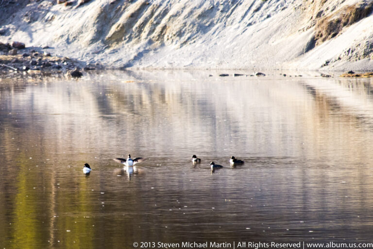 Four geese float on a lake below a snowy bank, with one bird lifting its wings.