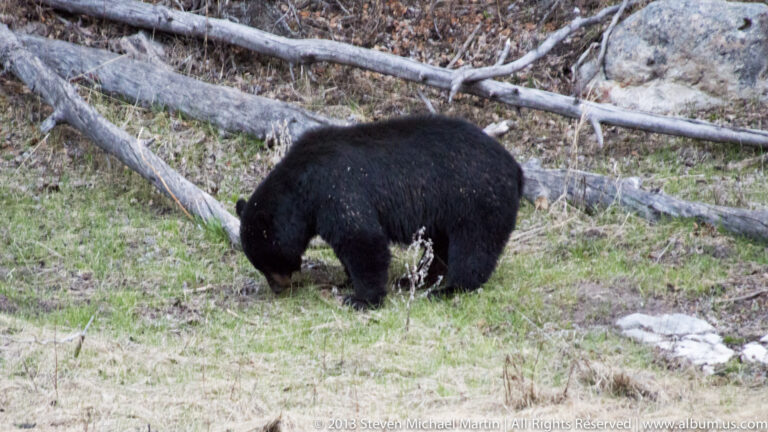 A dark bear forages with its head lowered among grass, fallen branches, and stones.