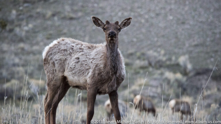 An elk with a pale coat stands facing the camera in grass, with several grazing animals blurred behind it.