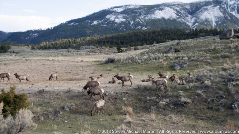 Several elk graze across a meadow below a conifer-covered mountain with patches of lingering snow.