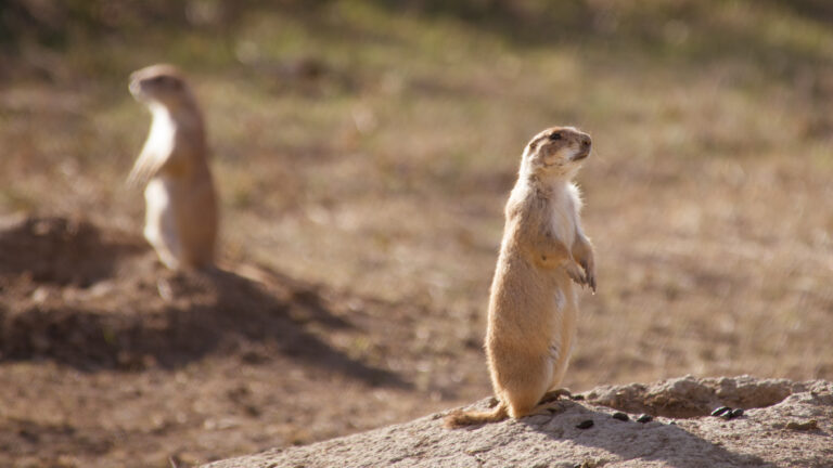 A prairie dog stands upright on a pale rock while another animal blurs in the grassy background.