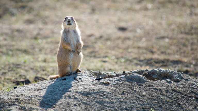 A front-facing prairie dog stands upright on a pale rocky mound in sunlight.