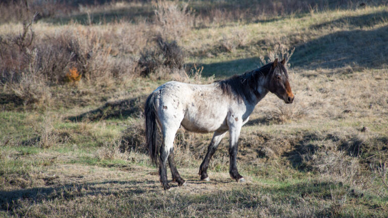 A gray horse with pale patches walks through dry prairie grass and low brush.