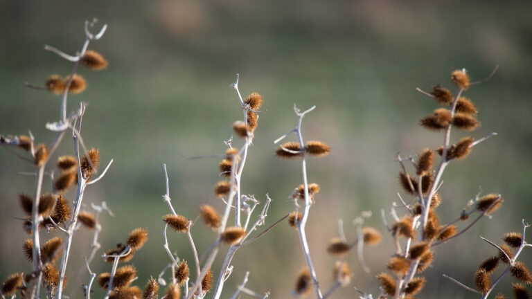 Spiny brown seed heads on slender stems stand against a softly blurred background.