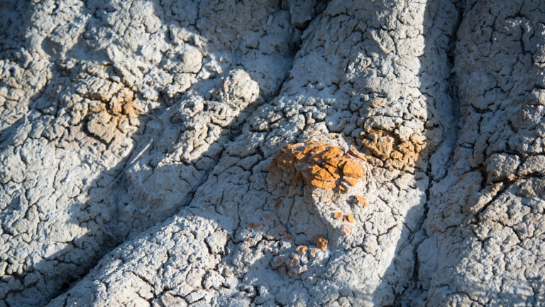 An orange-brown concretion protrudes from pale, cracked claystone in a close view of eroded badlands.