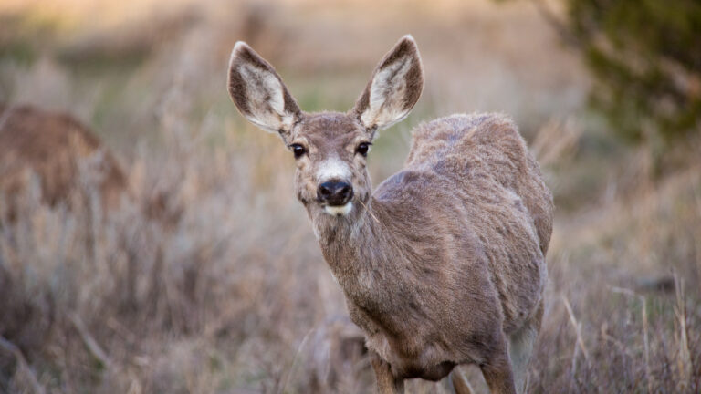 A large-eared deer turns toward the camera from pale grass and blurred brush.