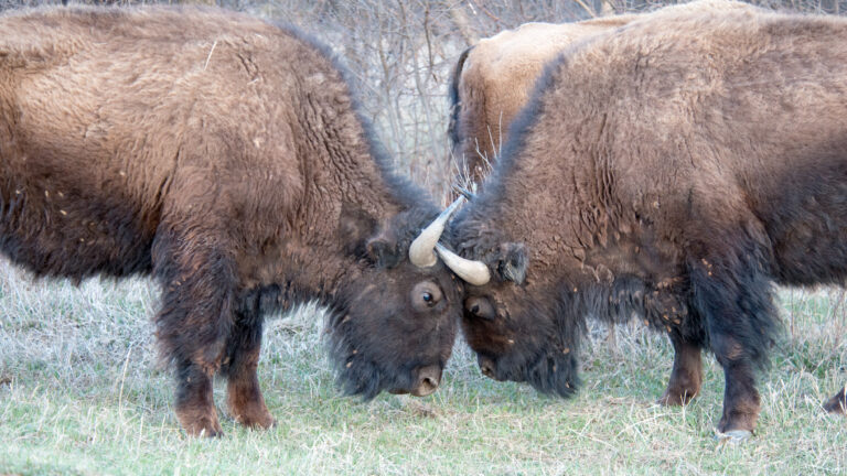Two shaggy bison graze side by side in pale grass beside cracked earth.