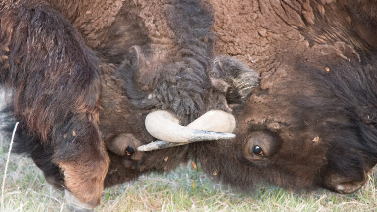 Two bison faces and curved horns fill a close frame against a cracked earthen bank.